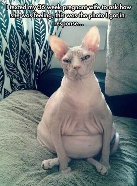 Funny Animals Cant Stop Laughing 103