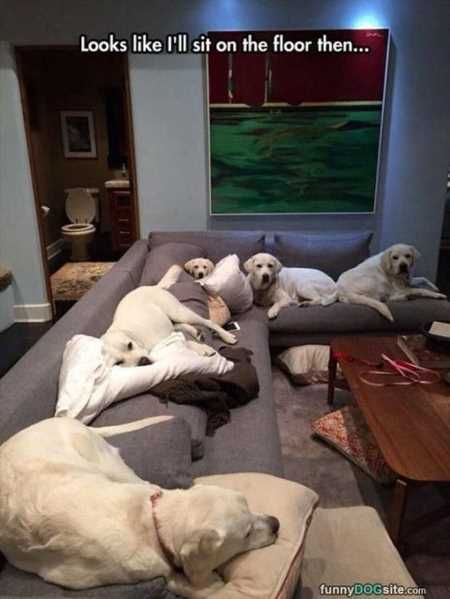 Funny Animals Cant Stop Laughing 105