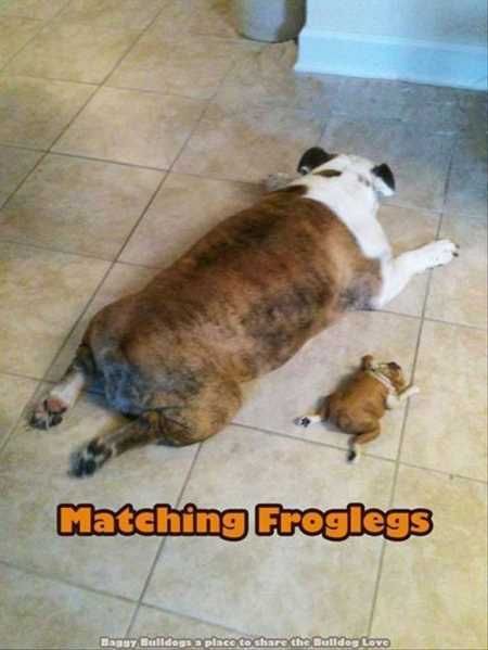 Funny Animals Cant Stop Laughing 109