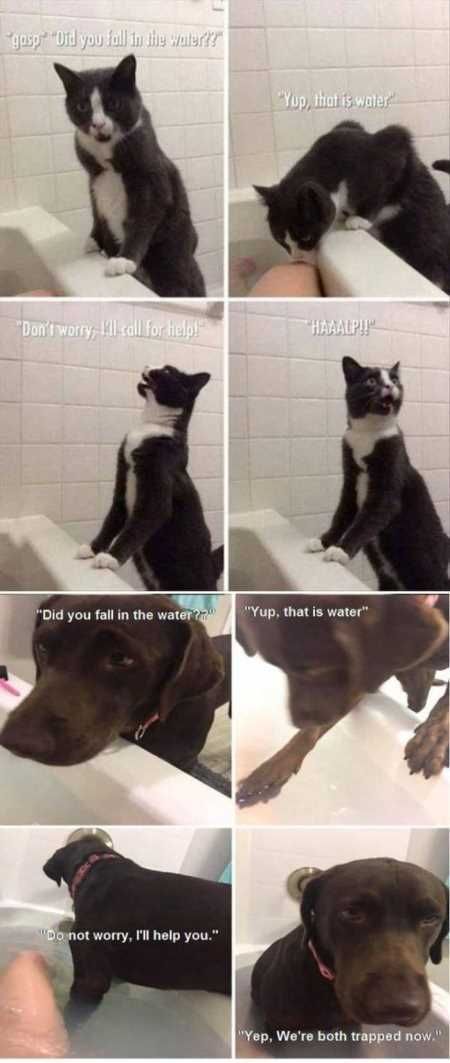 Funny Animals Cant Stop Laughing 113