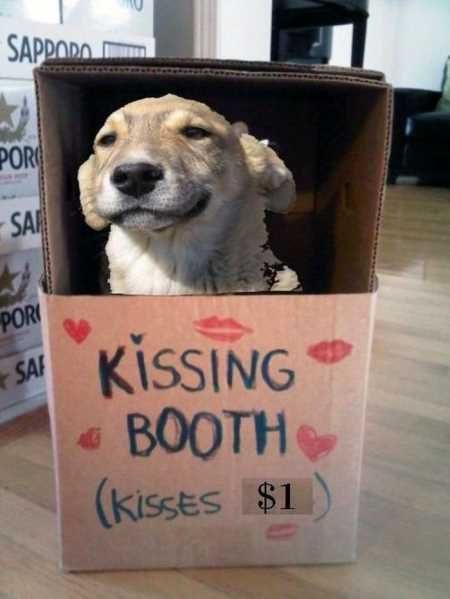 Funny Animals Cant Stop Laughing 114