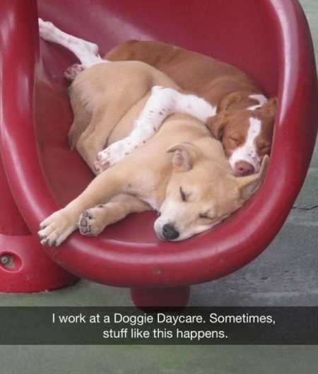 Funny Animals Cant Stop Laughing 115