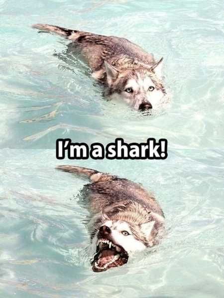Funny Animals Cant Stop Laughing 117