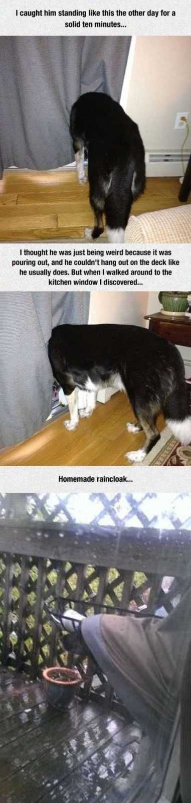 Funny Animals Cant Stop Laughing 119