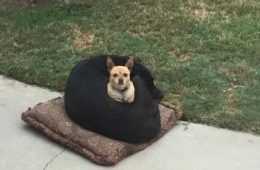 Funny Animals Can'T Stop Laughing 121