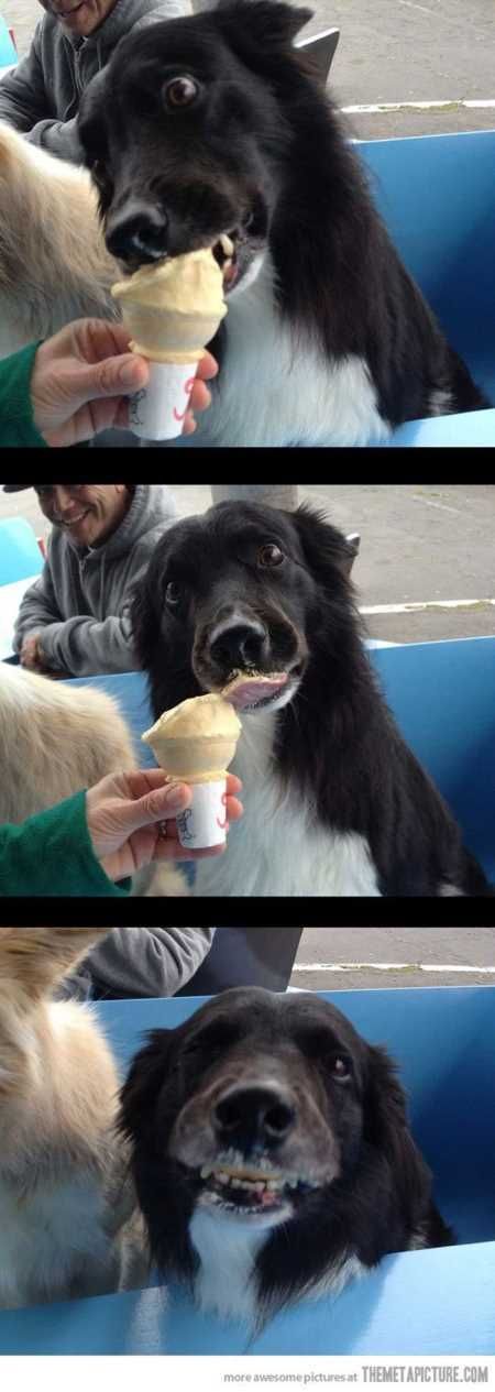 Funny Animals Cant Stop Laughing 126