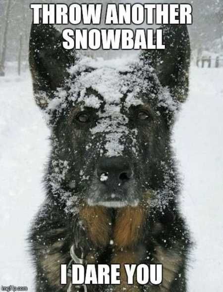 Funny Animals Cant Stop Laughing 132