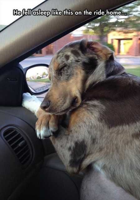Funny Animals Cant Stop Laughing 133