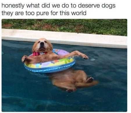 Funny Animals Cant Stop Laughing 134