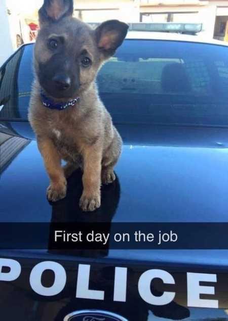 Funny Baby Animals 204
