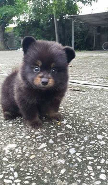 Funny Baby Animals 205