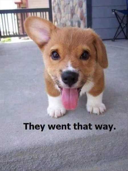 Funny Baby Animals 206