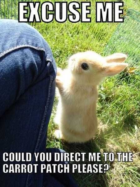 Funny Baby Animals 209