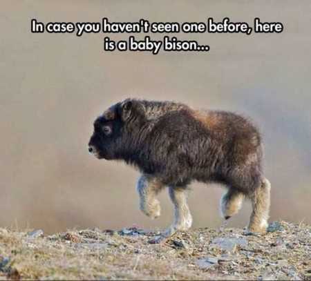 Funny Baby Animals 211