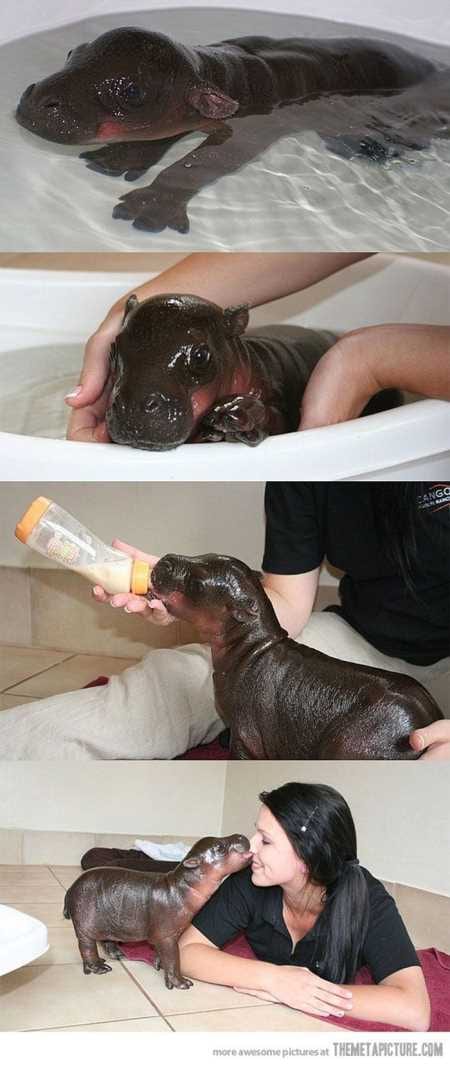 Funny Baby Animals 214