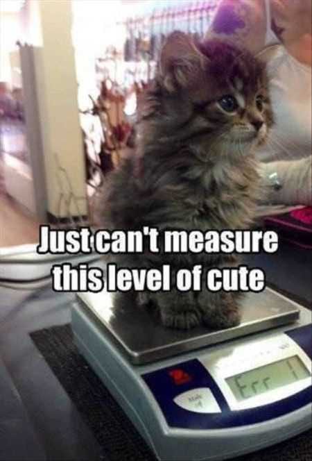 Funny Baby Animals 215