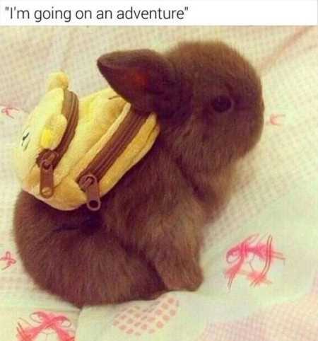 Funny Baby Animals 216