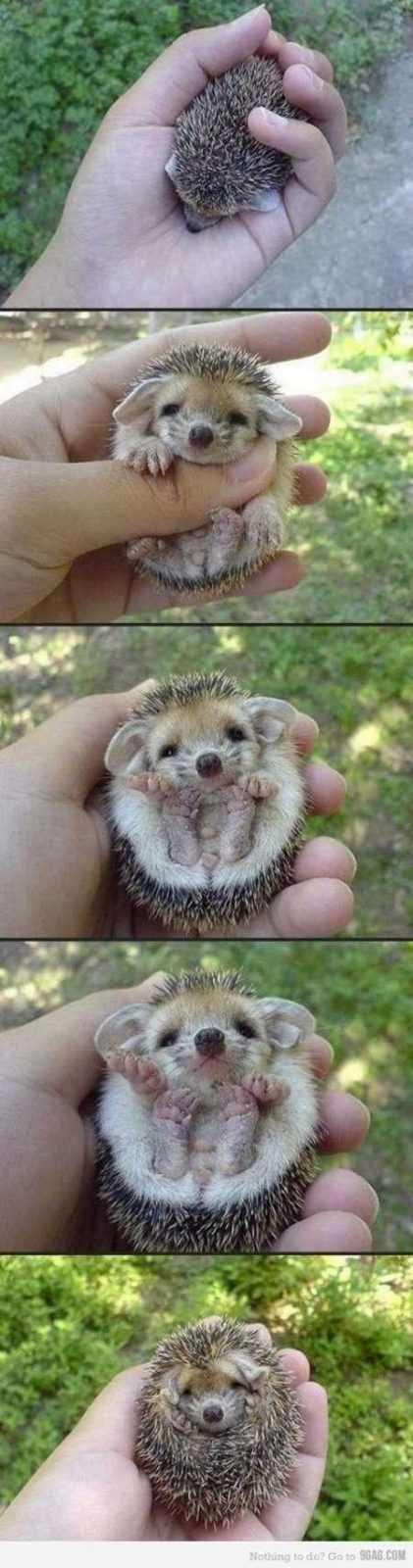 Funny Baby Animals 219
