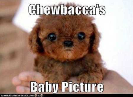 Funny Baby Animals 221