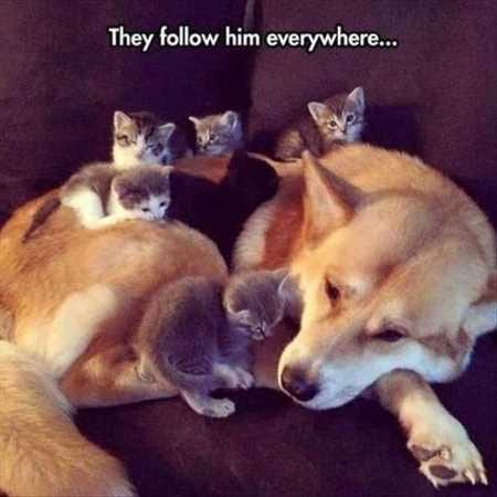 Funny Baby Animals 225