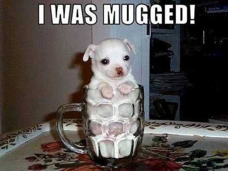 Funny Animal Pictures 502