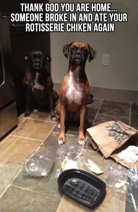 Funny Animal Pictures 504