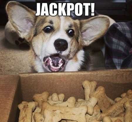 Funny Animal Pictures 505