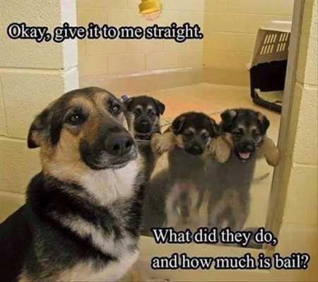 Funny Animal Pictures 506