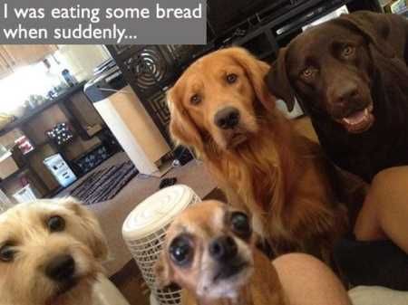 Funny Animal Pictures 508