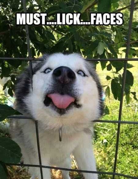 Funny Animal Pictures 509