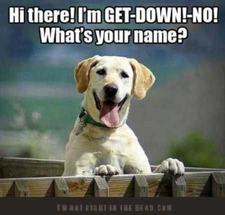 Funny Animal Pictures 512