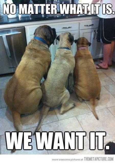 Funny Animal Pictures 513