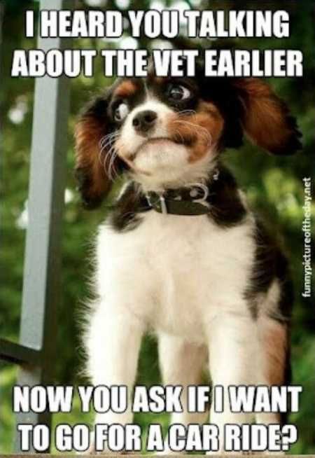 Funny Animal Pictures 514