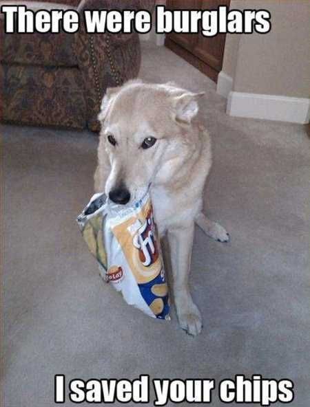 Funny Animal Pictures 515