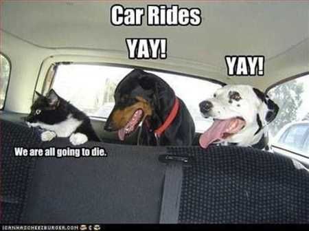 Funny Animal Pictures 516