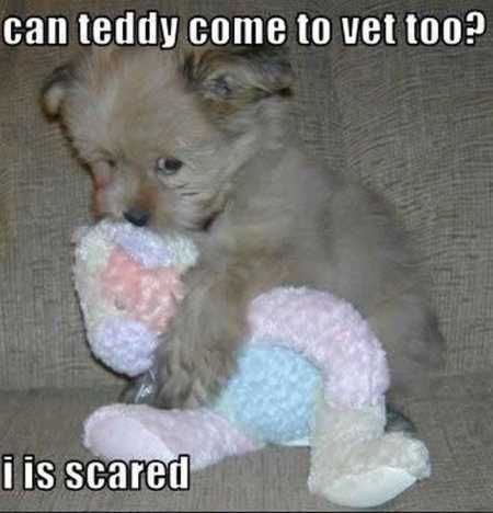 Funny Animal Pictures 517