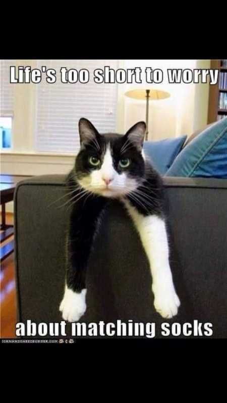 Funny Animal Pictures 519
