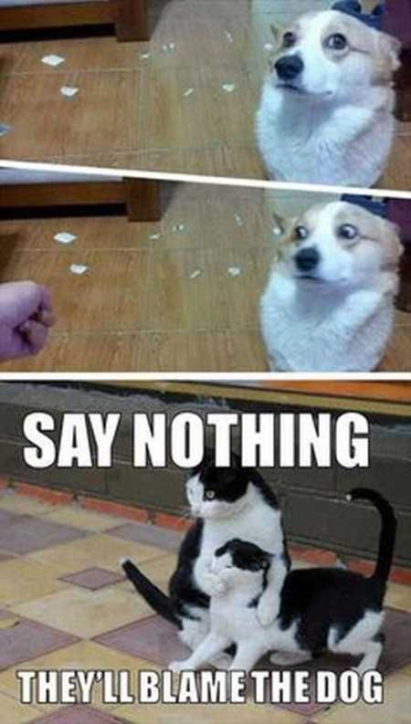 Funny Animal Pictures 520