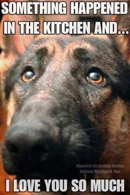 Funny Animal Pictures 523