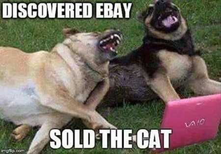 Funny Animal Pictures 524