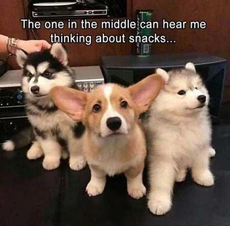 Funny Animal Pictures 525
