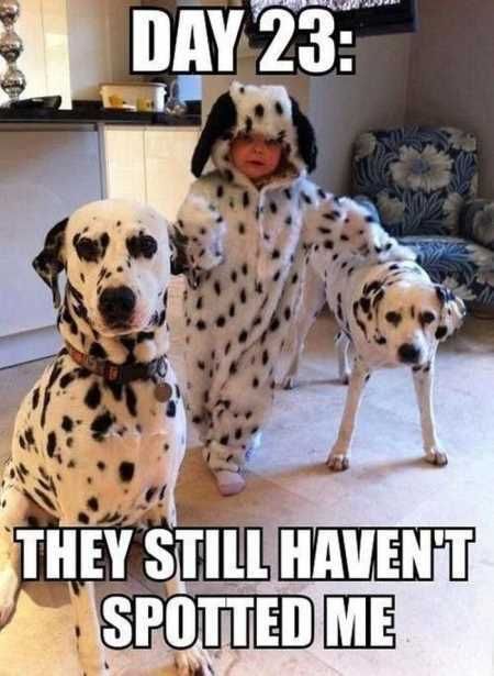 Funny Animal Pictures 526