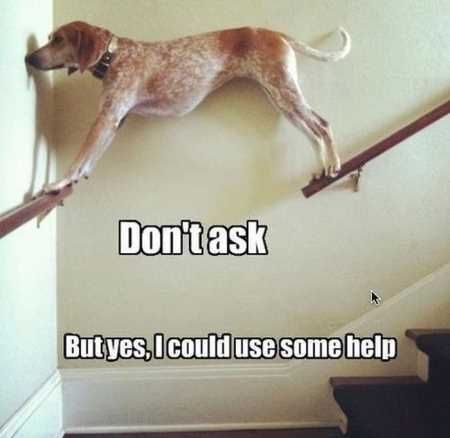 Funny Animal Pictures 528