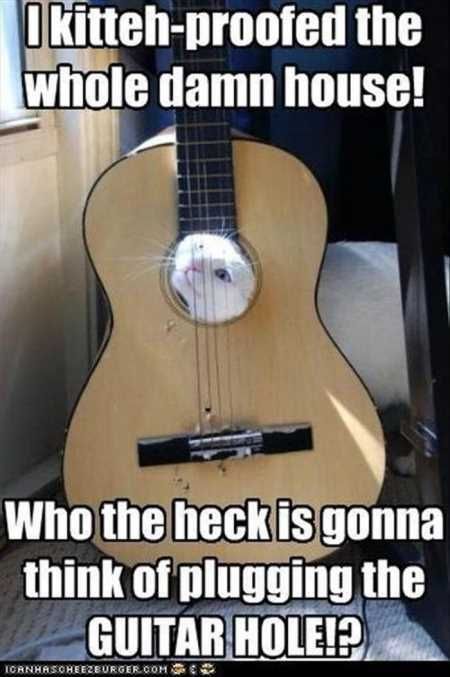 Funny Animal Pictures 529