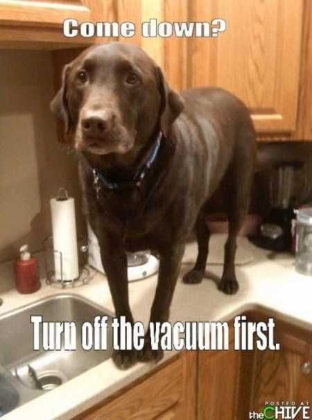 Funny Animal Pictures 532