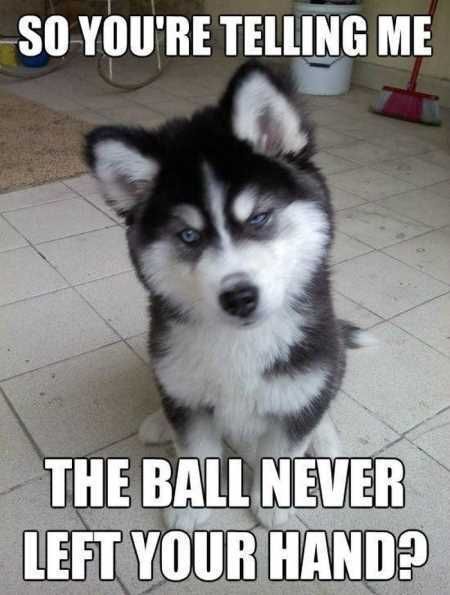 Funny Animal Pictures 534