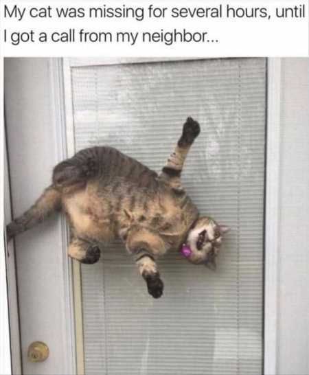 Funny Animal Pictures 535