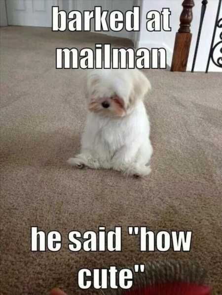 Funny Animal Pictures 536