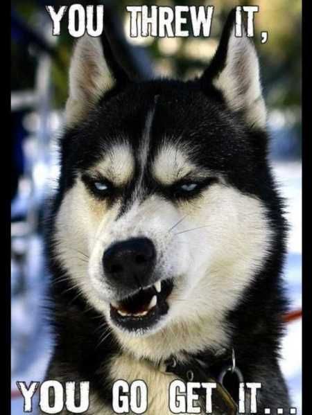 Funny Animal Pictures 537