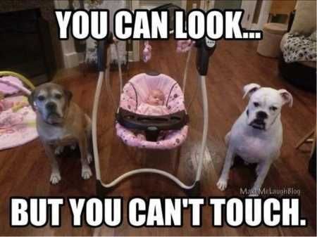 Funny Animal Pictures 538
